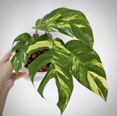 Epipremnum Pinnatum Yellow Variegated -  ابيبريمنيوم بيناتوم يلو فرقيتد