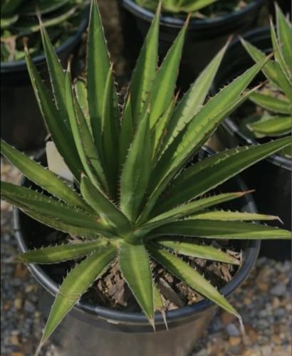 Agave Splendida - اقافا سبلنديدا