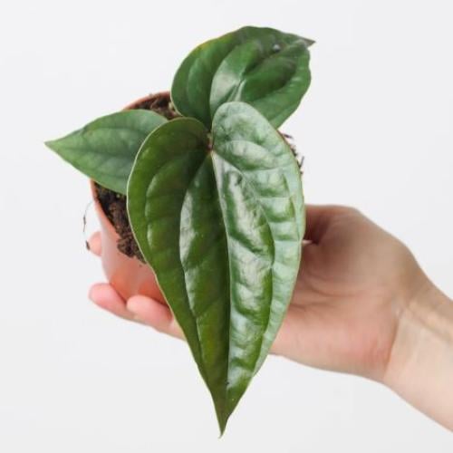 Anthurium Nigrolaminum ‘Gigi’ x Luxurians