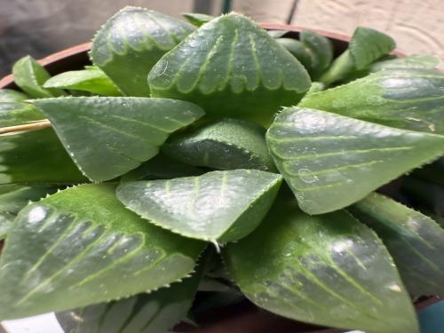 Haworthia mirabilis mundula – هاوورثيا “هيكارو” أو “أوبتوسا”
