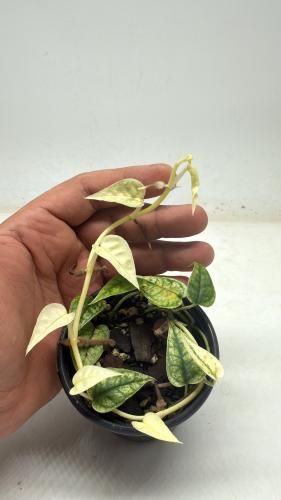 Epipremnum Cebu Blue Ghost Variegated