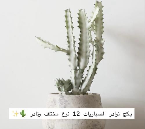 بكج الصباريات النادرة -  إصدار خاص (12 نوع نادر)