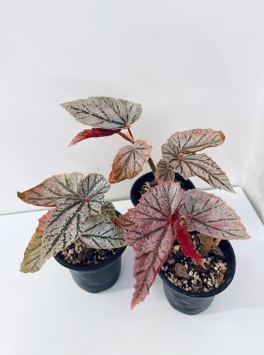 Begonia ‘Maurice Amey’ – بيجونيا موريس أيمي