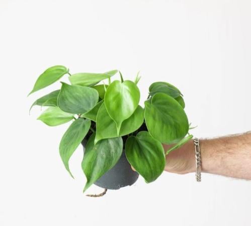 Philodendron hederaceum Scandens - فيلوديندرون هيديراسيوم سكاندينز