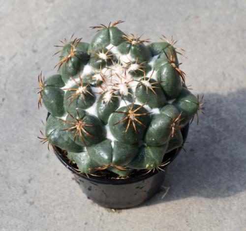 Coryphantha elephantidens – صبار سنّ الفيل