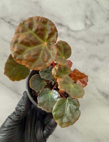 Begonia Dracopelta x Sarawak - بيجونيا دراكوبلتا ×...