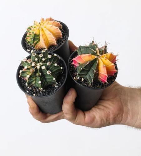 Gymnocalycium Mihanovichii Variegated - جيمنوكالسي...