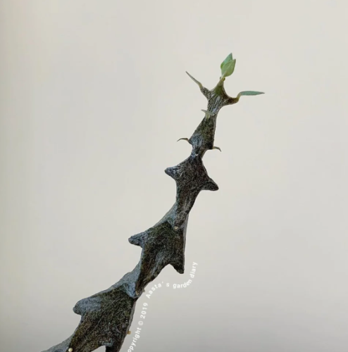 Ceropegia bosseri — سيروبيجيا بوسيري