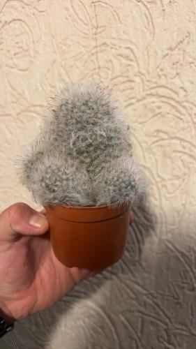 Espostoa lanata - Old Man Cactus-إسبوستوا لاناتا -...