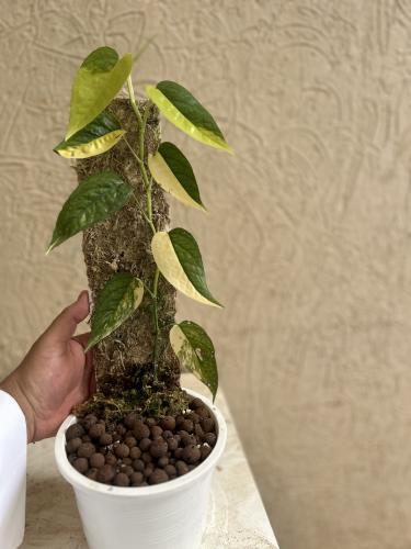 Epipremnum Pinnatum Cebu Blue Aurea Variegated - ابيبريمنيوم سيبو بلو اوريا فرقيتد