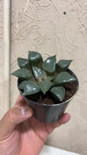 Haworthia Retusa - هاوورثيا ريتوسا