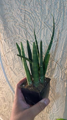 Sansevieria cylindrica Straight   - سانسيفيريا سيليندريكا ستريت
