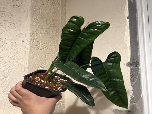 ‏Philodendron Hibrido (Felix) - فيلوديندرون هيبريدو (فيليكس)