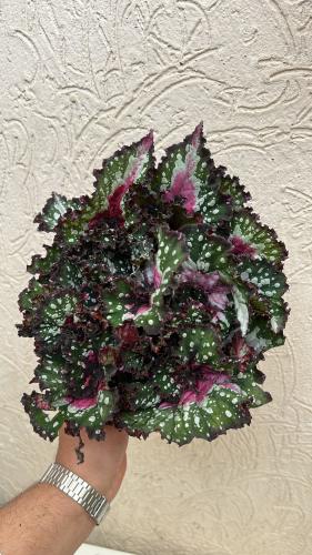 ‏Begonia Purple Blush - بيجونيا بيربل بلاش