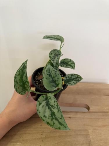 Scindapsus Silver Lady - سكاندبسس السيدة الفضية