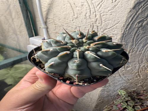 Gymnocalycium vatteri – جمنوكاليسيوم فاتيري