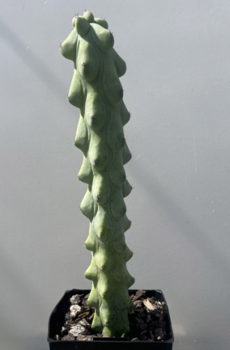 Myrtillocactus Geometrizans Fukurokuryuzinboku