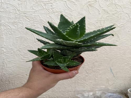 Aloe mitriformis – ألوة ميترفورميس
