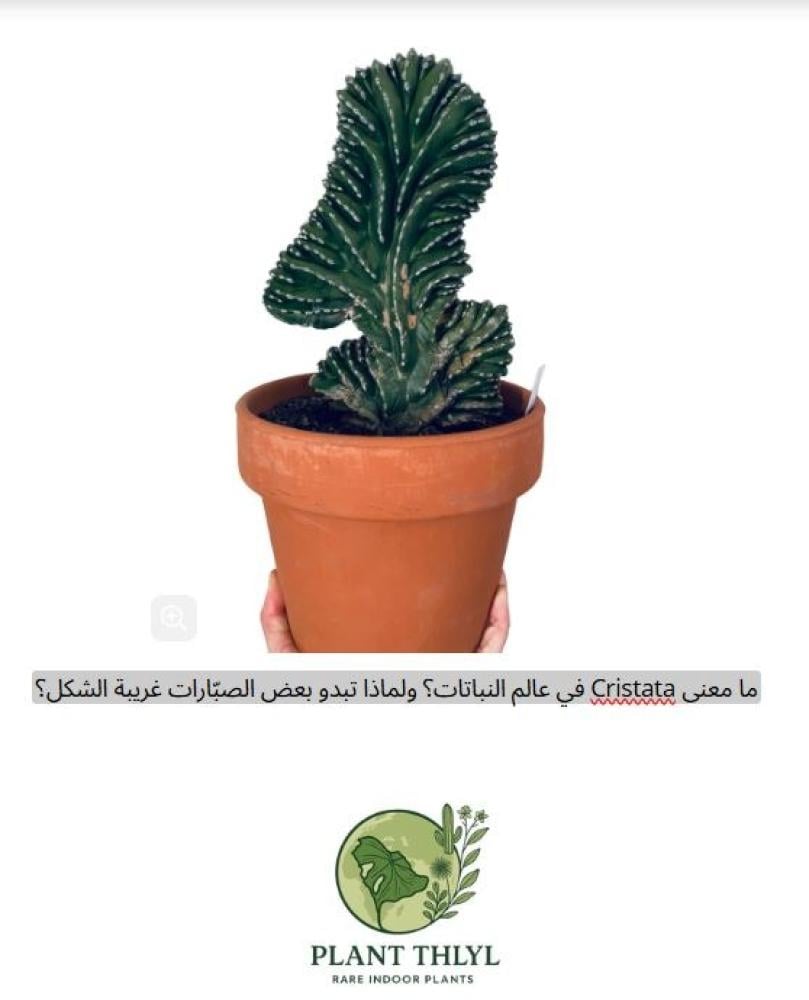ما معنى Cristata في عالم النباتات؟ ولماذا تبدو بعض الصبّارات غريبة الشكل؟