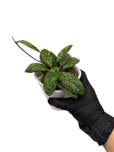 Hoya Crassipetiolata Splash - هويا كراسيبيتيولاتا سبلاش