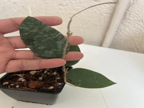 Hoya caudata aceh - هويا كوداتا