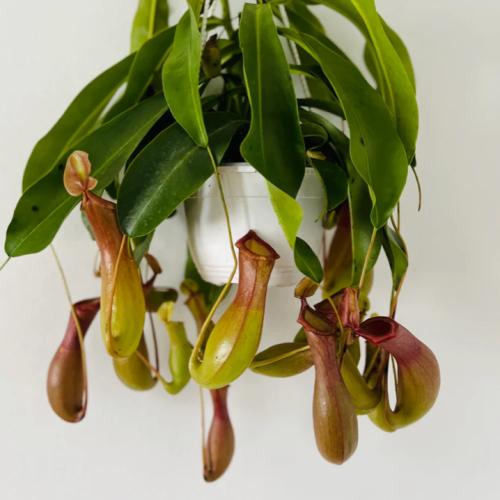 Nepenthes Alata -  نيبنتيس ألاتا