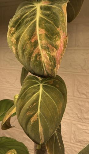 Philodendron Melanochrysum Pink variegata - فيلوديندرون ميلانوكريسوم الوردي فرقيتد