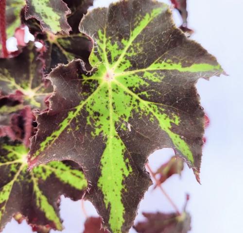 Begonia heracleifolia - بيجونيا هيراكليفوليا