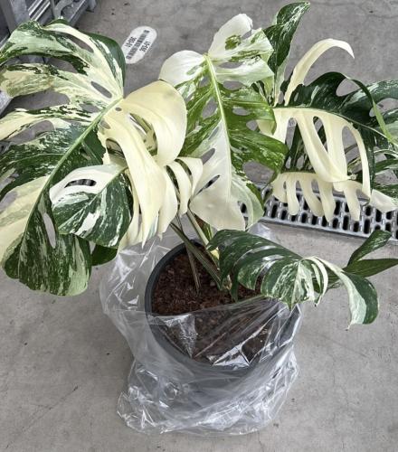 Monstera Deliciosa Albo Variegata- مونستيرا ديليسي...