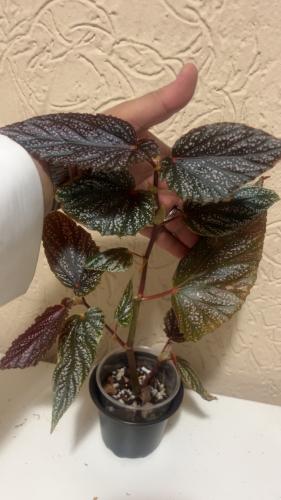 Begonia Maculata Pink Spot - بيجونيا ماكولاتا بينك سبوت