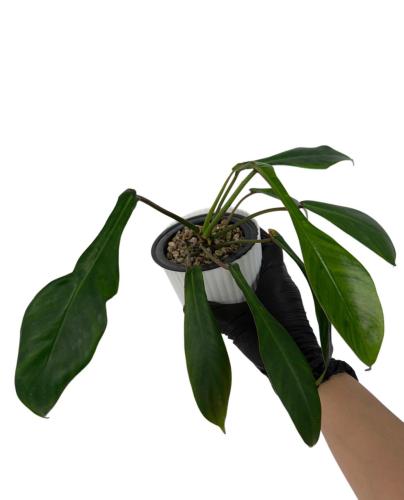 فيلوديندرون جويبي - Philodendron Joepii