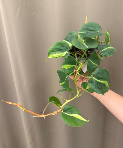 فيلوديندرون كريم سبلاش - Philodendron Cream Splash