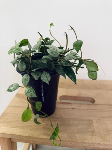 Hoya khroniana silver - هويا كرونيانا فضية