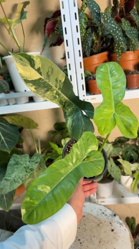 Philodendron Florida x Paraiso Variegated – فيلوديندرون فلوريدا × بارايسو فارفيقاتد