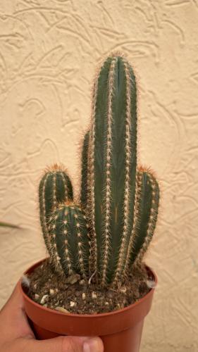 Pilosocereus armatus – بيلوسوسيريوس أرماتوس