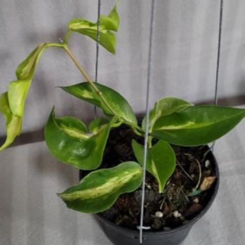 Hoya Kenejiana Variegated - هويا كينيجيانا فرقيتد