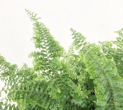 نيفيرلابزفلفي روفلس - Nephrolepis Fluffy Ruffles