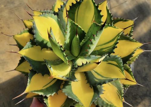 Agave isthmensis Rum Runner