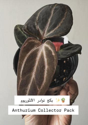 بكج نوادر الأنثوريوم – Anthurium Collector Pack