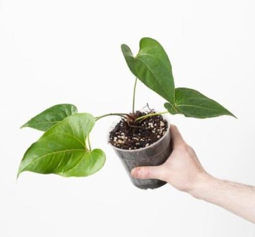 Anthurium decipiens - أنثوريوم ديسيبين