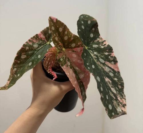 Begonia Maculata Pink Variegated