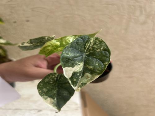 Alocasia Dragon Scale Albo - الوكاسيا دراقون سكيل...