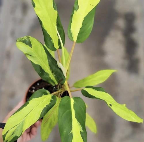 Philodendron Thai Sunrise – فيلوديندرون صن رايز ال...