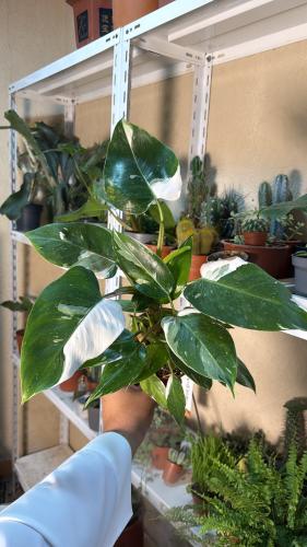 Philodendron White Princess - فيلوديندرون الأميرة...