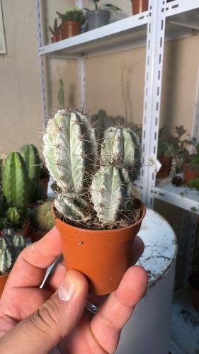 Polaskia chichipe – بولاسكيا تشيتشيب