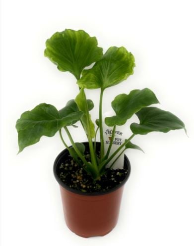 Philodendron Hope - فيلوديندرون الأمل