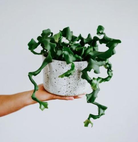 Curly Sue (Epiphyllum guatemalense v. Montrose)