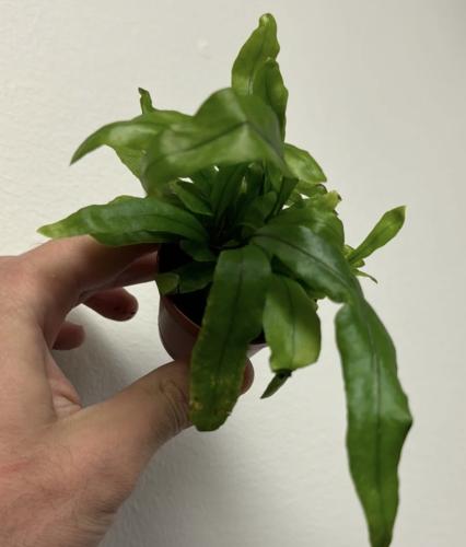 Kangaroo Paw Fern – سرخس قدم الكنغر