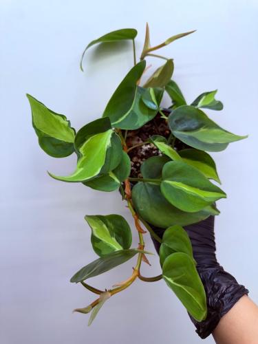 فيلوديندرون كريم سبلاش - Philodendron Cream Splash