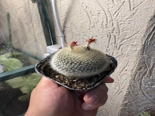 Mammillaria muehlenpfordtii